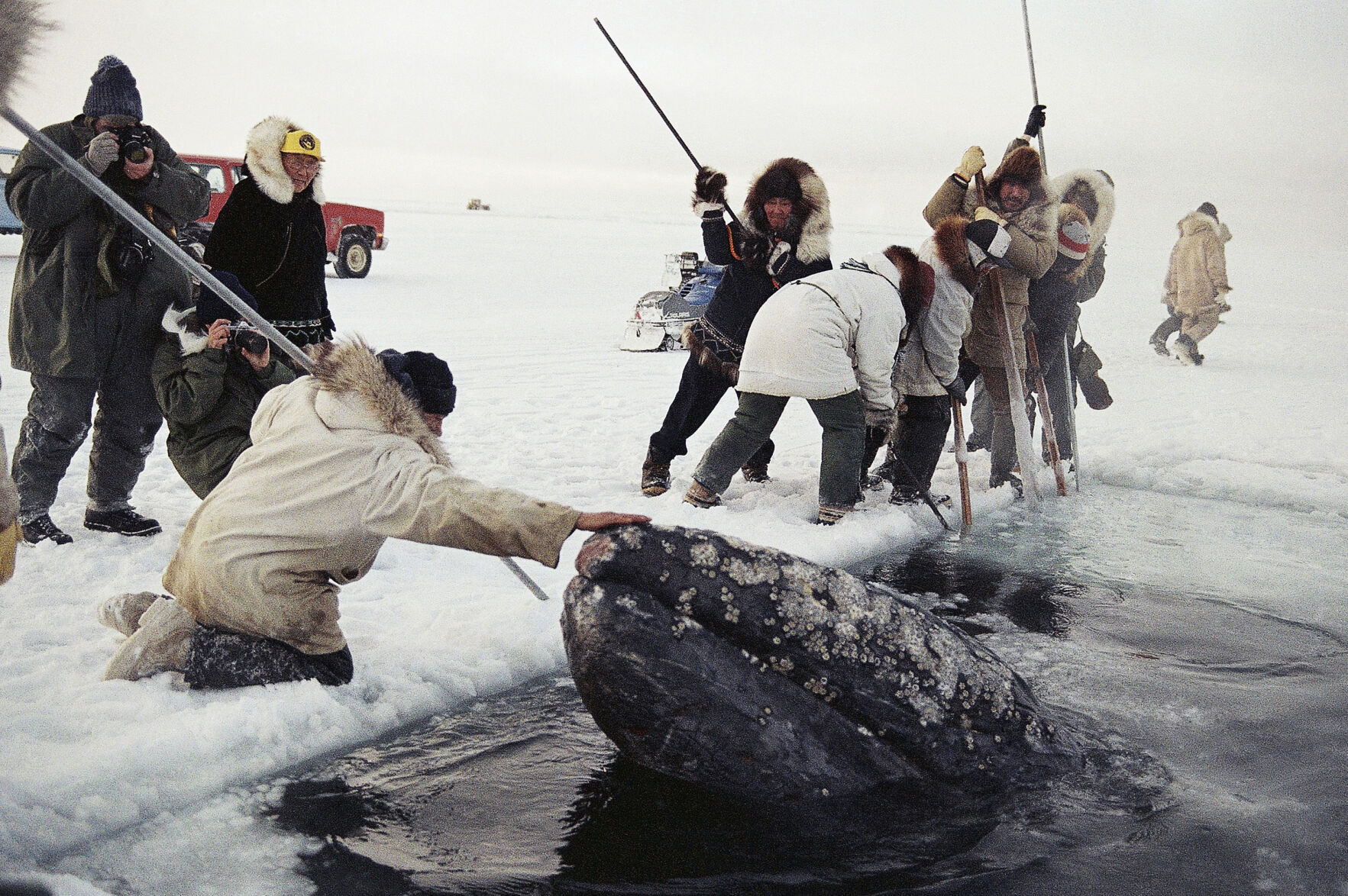 Whales Alaska